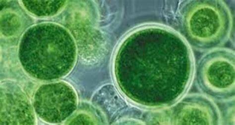 Aparecen las cianobacterias productoras de oxigeno