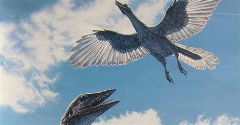 Aparecieron las primeras aves