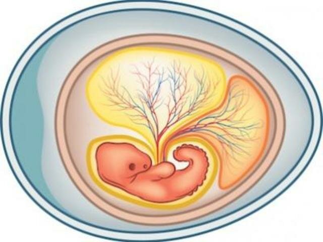 Aparece la membrana amniótica en los huevos