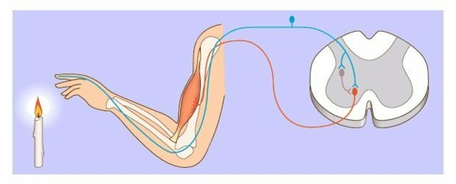 Declive de la Reflexología Rusa