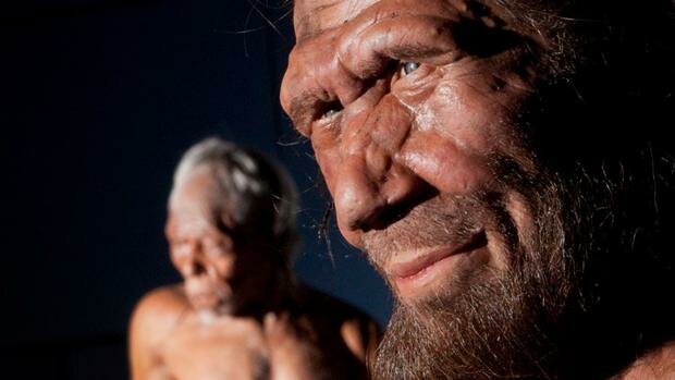 Aparecen los neandertales