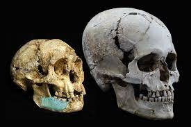 Extinción de Homo floresiensis.