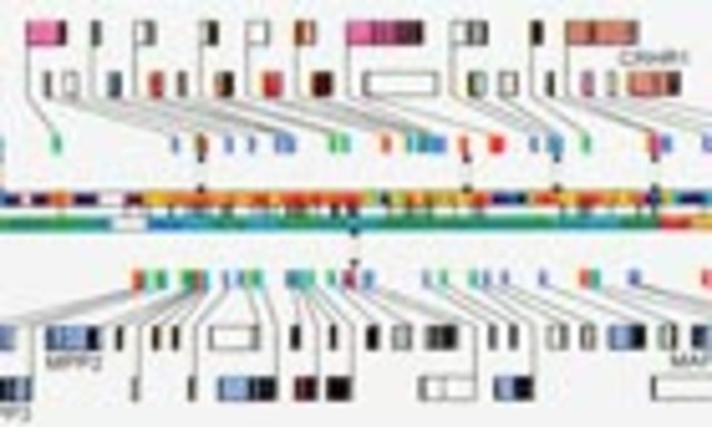 Humane Genome  (Exact date unknown)