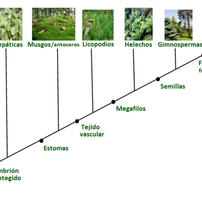 Timeline: Historia evolutiva de las plantas