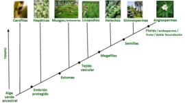 Timeline: Historia evolutiva de las plantas