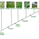 Evolución de las plantas