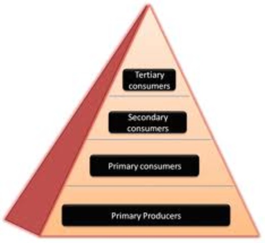 Energy pyramid