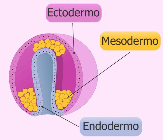 Formación del sistema nervioso humano