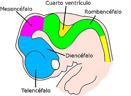 División del prosencéfalo y rombencéfalo