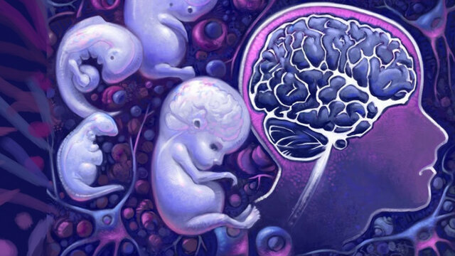 Hemisferios cerebrales