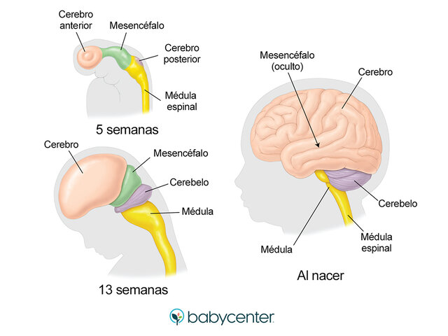 Tercer mes de gestación