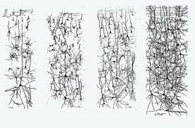 Crecimiento neuronal y la maduración