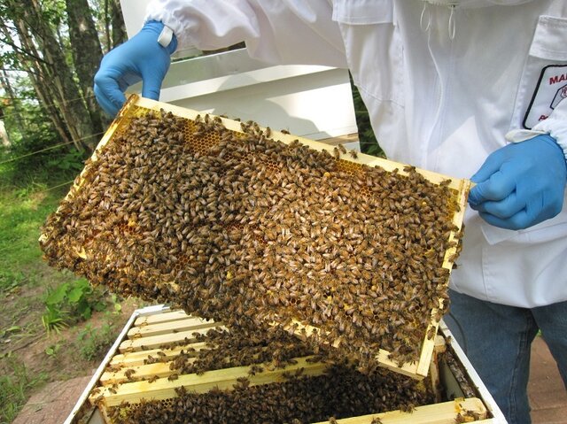 Nathaniel's Gifted a Hive: Identity vs. Identity Confusion