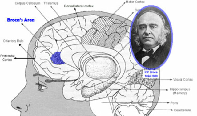 Estudio de las relaciones del cerebro.
