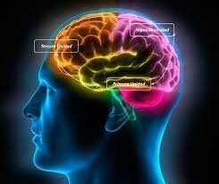 La organización del comportamiento: una teoría neuropsicológica.