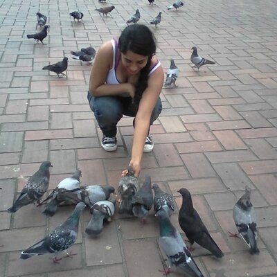 Timeline: pigeon day