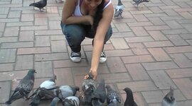 Timeline: pigeon day