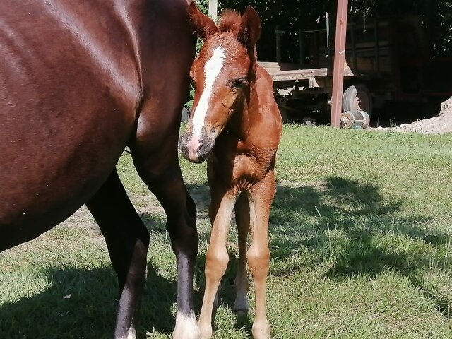 The arrivals of Maximo in the farm