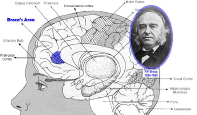 Estudio de la relaciones del cerebro.