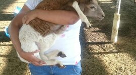 Timeline: farm with my little sheep