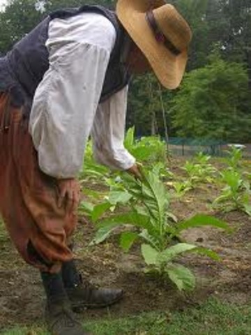 Jamestown farmers plant tobacco