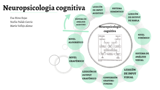 Neuropsicología cognitiva