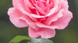 Timeline: Fiori