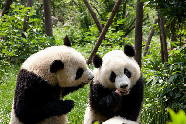 Cadeau au États Units