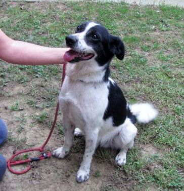 ho preso il mio cane