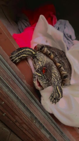 Me regalan a mi tortuguita Yolis