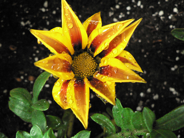 Chapter 2: Characteristics and Needs of Living Things