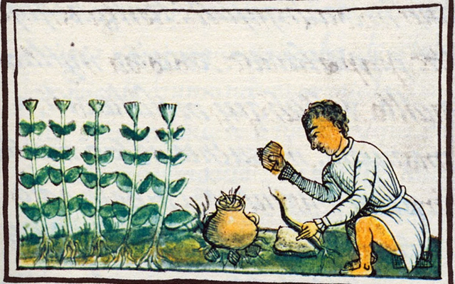 Dioscórides