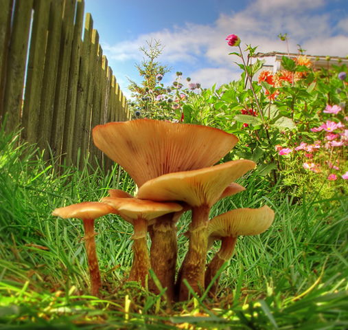 Chapter 4: Classification