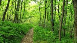 Timeline: Historia del siglo XIX