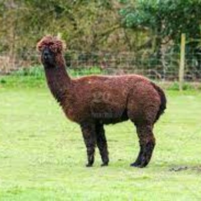 Timeline: History Of The Alpacca Industry
