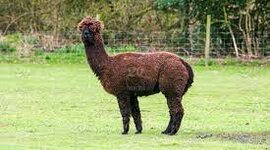 Timeline: History Of The Alpacca Industry