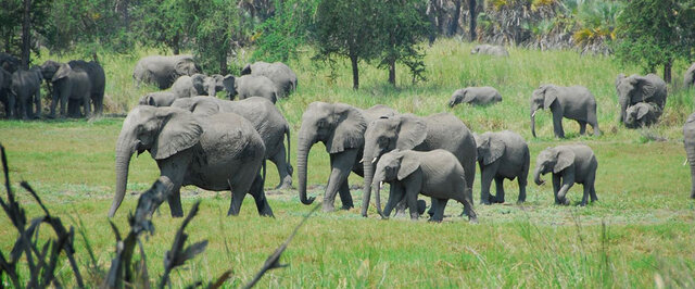 Lei de Florestas e Fauna bravia