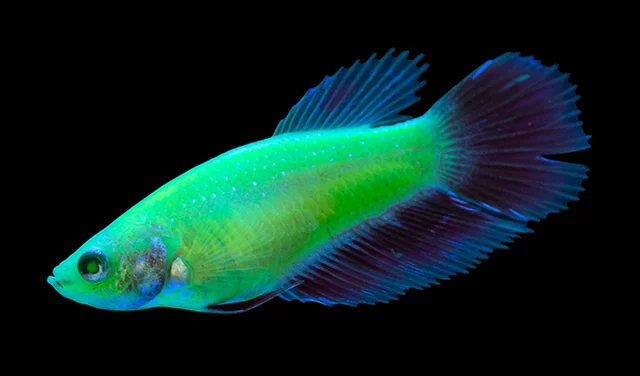 The first commercialized genetically modified animal