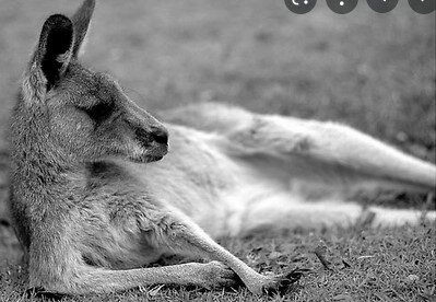 Lost Job Opportunity