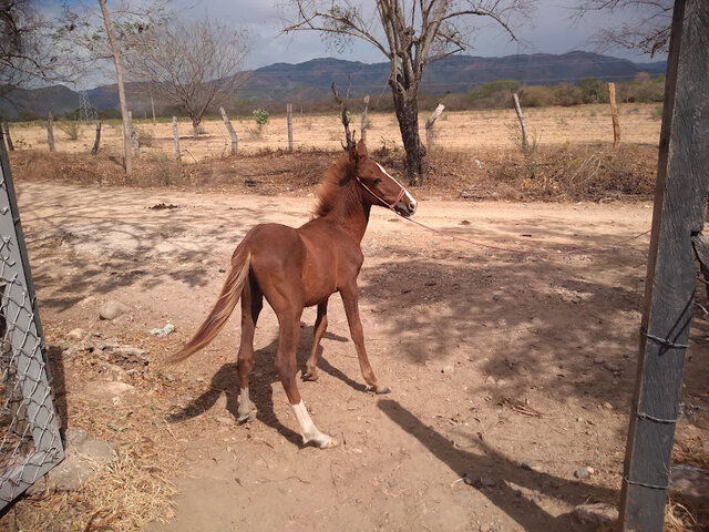 Mi  primer caballo