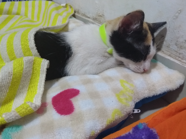 El día que adopte a mi gata