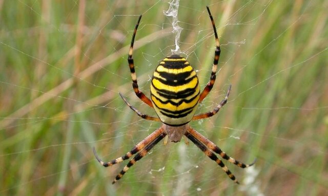 trauma amb las arañas