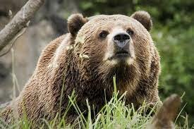 Bear attack