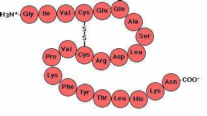 Secuencias de aminoácidos