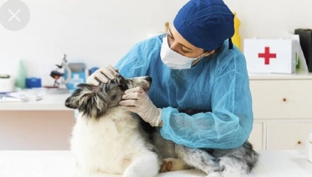 Study Veterinay