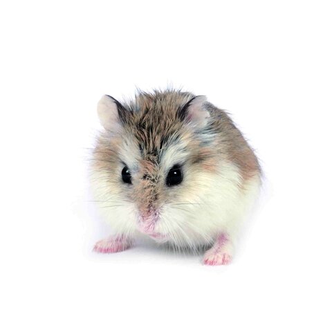 Es mor el meu hamster que es deia Dori