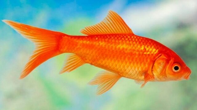 El meu primer animal