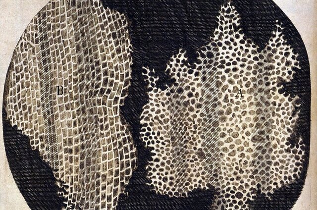 Bautizo de la Célula