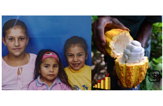 My garden / The year of the "cocoas"