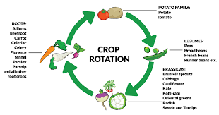 Invention of Crop Rotation